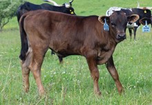 2023 BULL (LYNNETTE)
