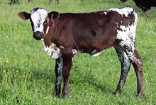 2023 HEIFER (SCORCHER)