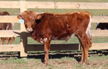 2020 BULL (LUCKY RAZZLE ROSLIN)