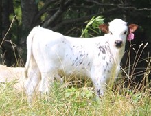 2023 HEIFER (TUFF PEPPER JAM)