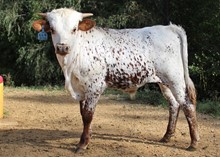 2023 BULL (THELMA LOU)