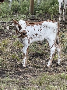 RCR Sebastians Darlings Heifer Calf
