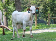 2021 STEER (SNIPERS DARLIN)