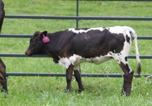 2021 HEIFER (TIFFANYS JEWEL)