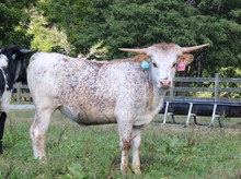 LTL RAWHIDE'S IZZY 903