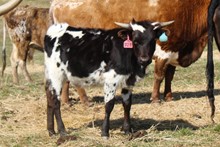 2021 HEIFER (HIDALGO'S LOLLIPOP)