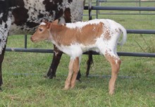 2022 BULL (AUTUMN)