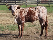 COMANCHE