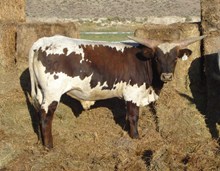 Lezawe's 2011 bull