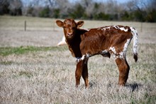 Bull calf Horseshoe J Manage x  HL Vindicator 