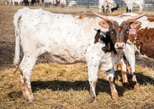 2023 HEIFER (ROSLYN'S ROSEBUD)
