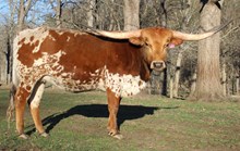 LTL Ginger Snap