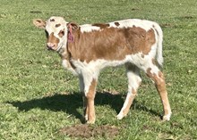 2025 Heifer (Zara Safari)