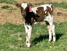 2025 Heifer (Feather Indian)