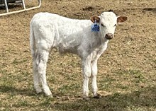 2020 Bull (Ethan’s Pride)