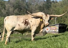 LTL Tuff's Buckshot