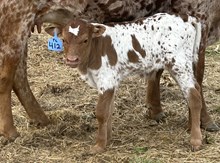 2025 Bull (Somora Hottie)