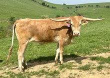 LTL Butterscotch