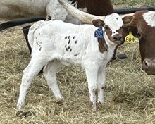 2025 Bull (La Bandita)