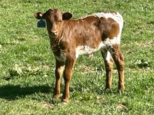 2025 Bull (Confessed)