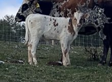2024 BULL (DOUBLE YOUR RESPECT)