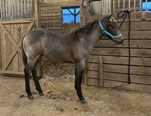 LTL Holly's Hercules