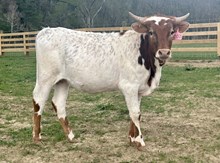 LTL Safaris Smile
