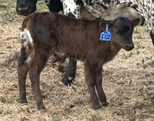 2025 Bull (One Tuff Cookie)
