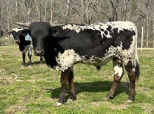 2024 Bull (Double Troubles)