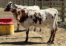 2024 Heifer (Atlas Fancy)