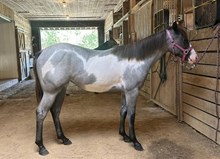 LTL Holly's Huckleberry