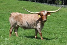 Atlas Fancy FL