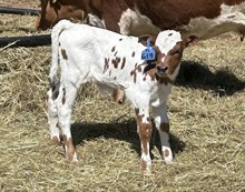 2025 Bull (Peach of the Valley)