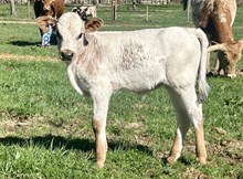 2025 Bull (La Becca)