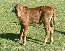 2025 Bull (Midnight Temptation)