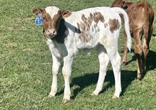 2025 Bull (Sunhaven Loomy)