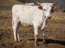 2023 HEIFER (JAM FOR JOY)