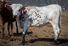 2023 HEIFER (TUFF PEPPER JAM)