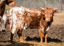 2023 HEIFER (RIO'S POPPY)