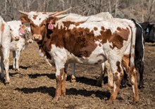 2023 HEIFER (HOT JEWL)