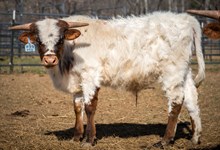 2023 BULL (STAR DANCER)