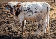 2023 BULL (FIFTY SHADOWS)