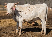 2023 HEIFER (SASSAFRAS)