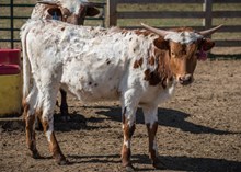 2023 HEIFER (ATLAS FANCY)