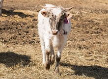 2023 HEIFER (PACIFIC LITTLE GEM)