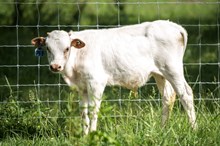 2024 BULL (BABY GIRL)
