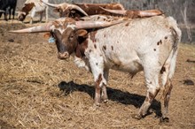 2022 BULL (LUCKY RAZZLE ROSLIN)