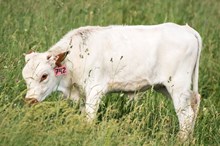 2024 HEIFER (KELLY GAL)