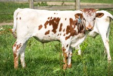 2024 BULL (HIGH CLASS)