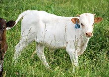 2024 BULL (SUNHAVEN LOOMY)